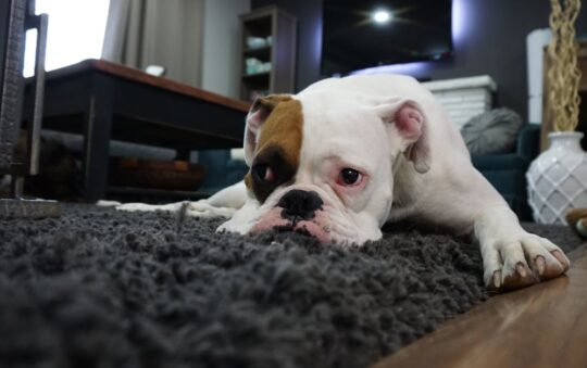 The Ultimate Guide to Hot Dog Boxes: Best Features, Tips, and Eco-Friendly Options for Vendors